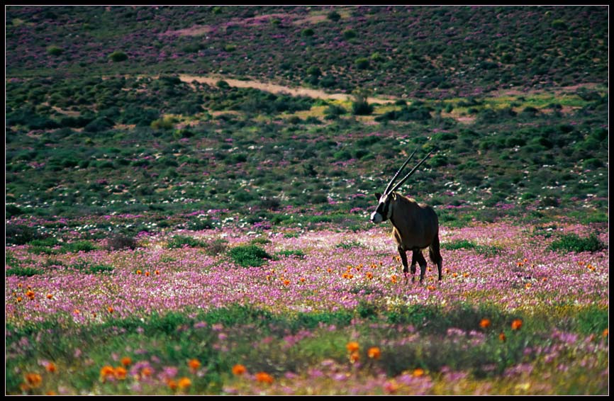 NAMAQUALAND Oryx