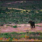 NAMAQUALAND Oryx