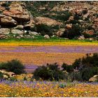 NAMAQUALAND Scape 10