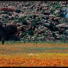 NAMAQUALAND Scape 14