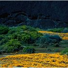 NAMAQUALAND Scape 16