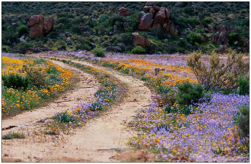 NAMAQUALAND Scape 4