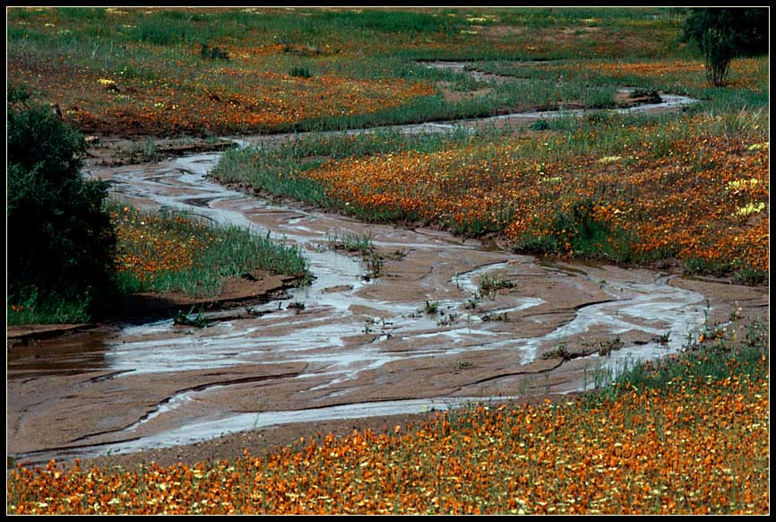 NAMAQUALAND Scape 8