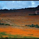 NAMAQUALAND Scape1