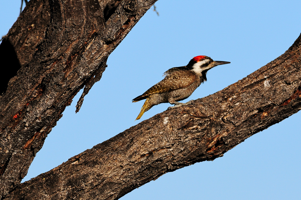 Namaspecht / Bearded Woodpecker (Dendropicos namaquus)