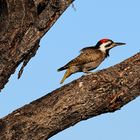 Namaspecht / Bearded Woodpecker (Dendropicos namaquus)