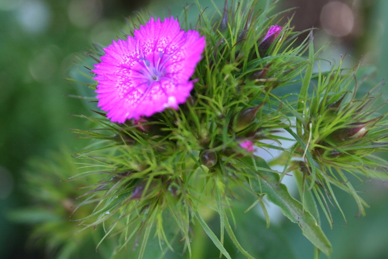 nameless Flower