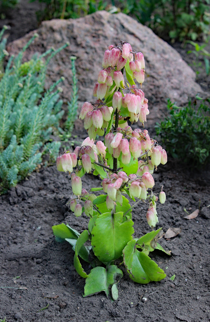 Namenlose Blüten