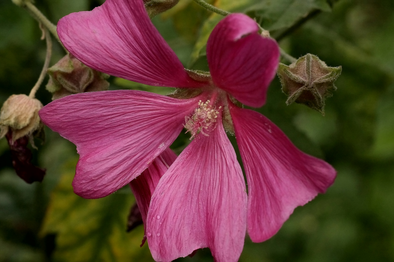 "namenlose Blume". Wer kennt sie?