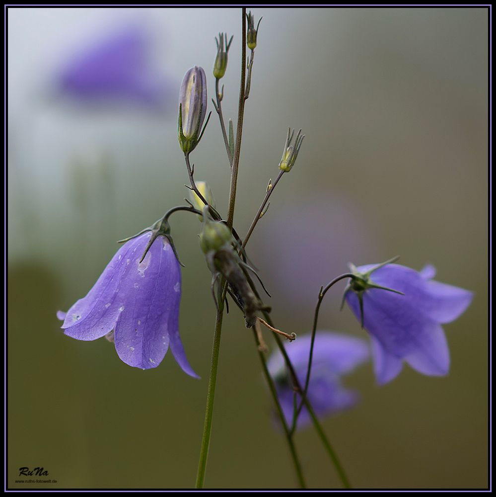 namenlose Heideschönheit - Wiesen-Glockenblume