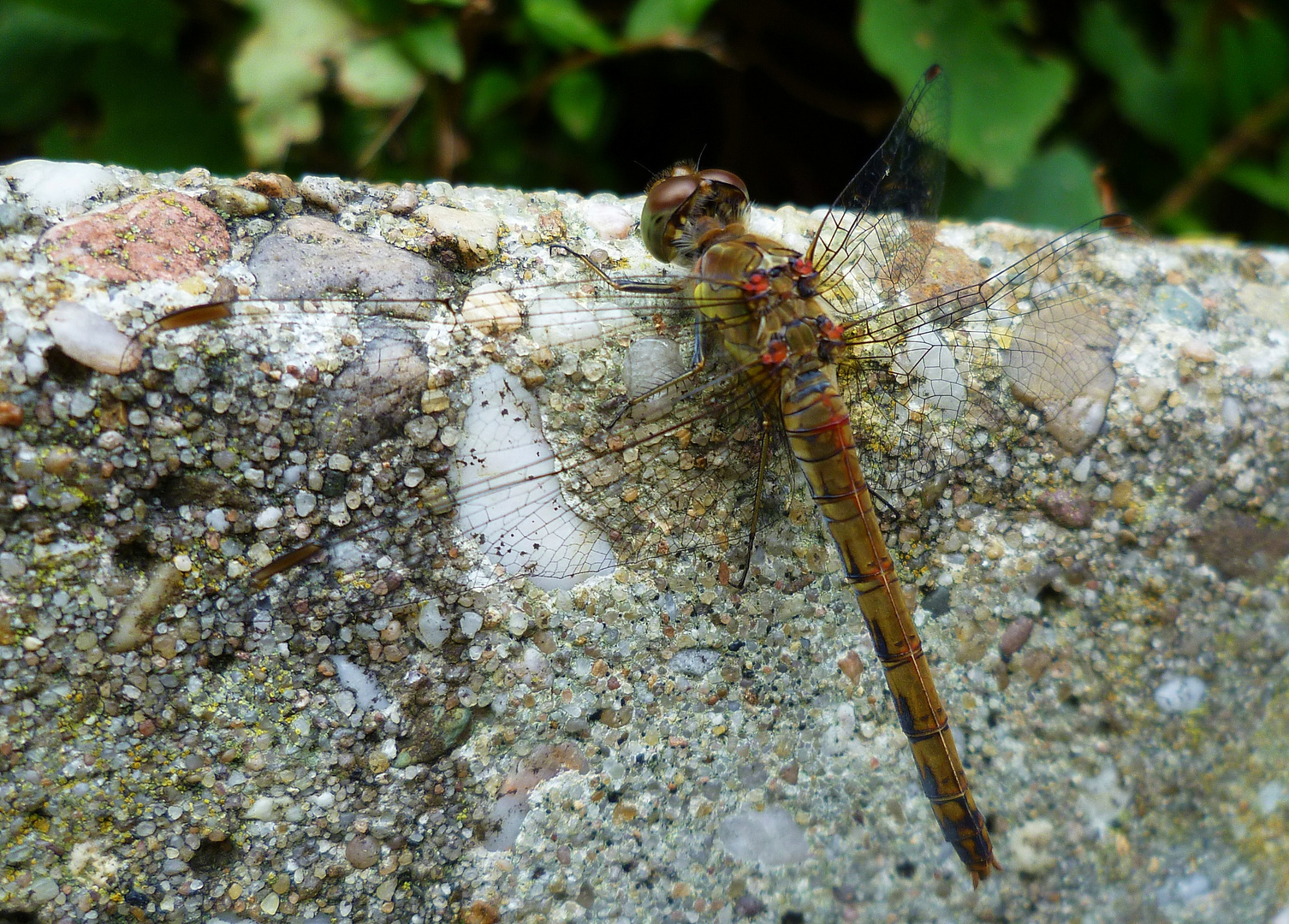 Namenlose Libelle !