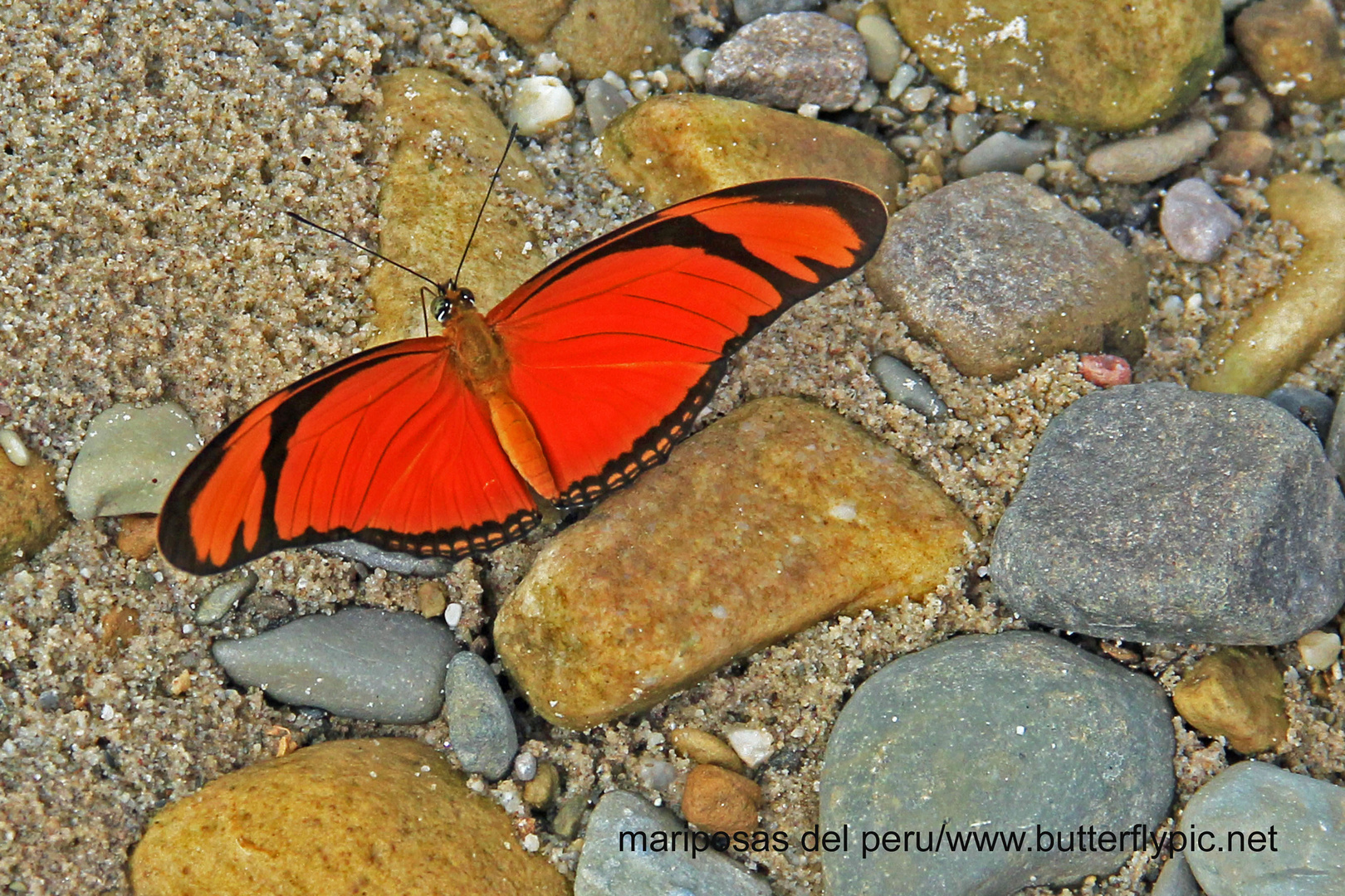 Namenlose Schönheit (noch) PS: Dryas iulia, Orange Longwing !!!