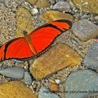 Namenlose Schönheit (noch) PS: Dryas iulia, Orange Longwing !!!