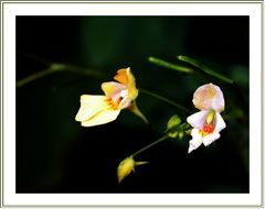 Namenloses Waldblümchen