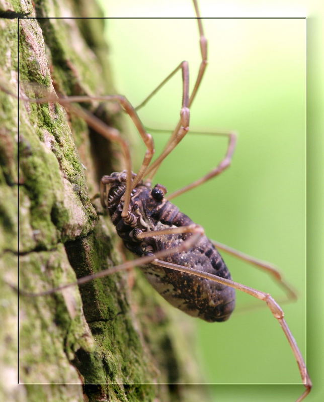 .....Namenlos....Korrektur: Opiliones