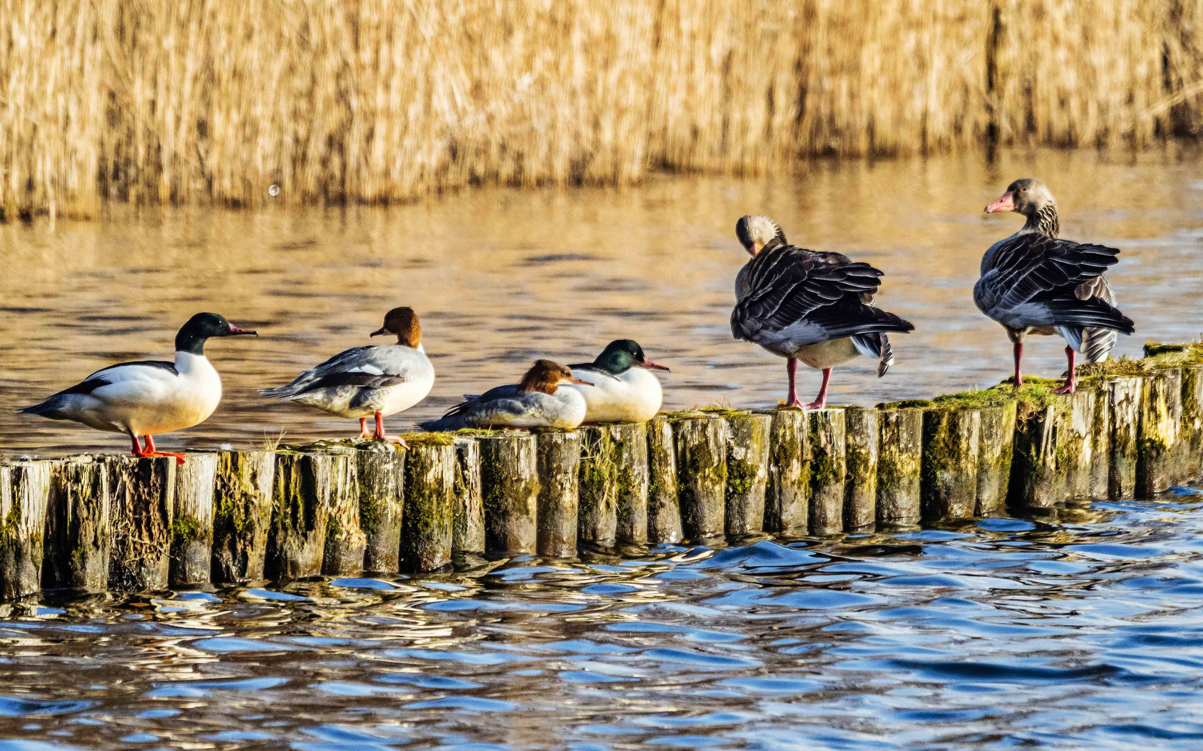 Namensverwandte unter sich: Gänse und Gänsesäger