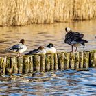 Namensverwandte unter sich: Gänse und Gänsesäger