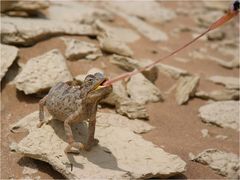 namib chamäleon zungenkuss...