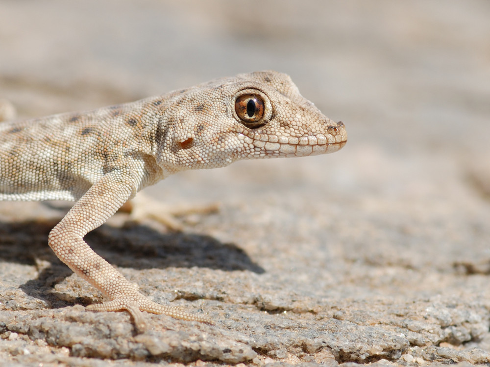 Namib Common Gecko