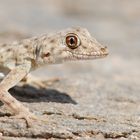 Namib Common Gecko