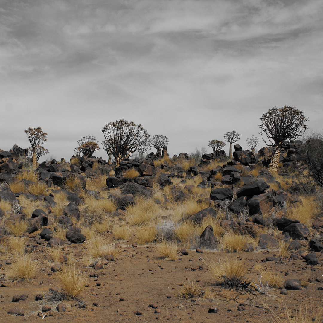 Namib desert