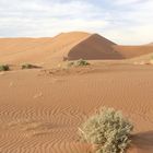 Namib desert