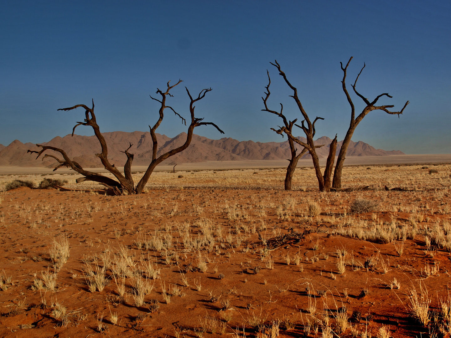 Namib Desert