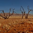 Namib Desert