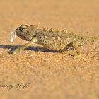 Namib Desert Dweller