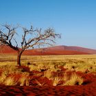 Namib Desert