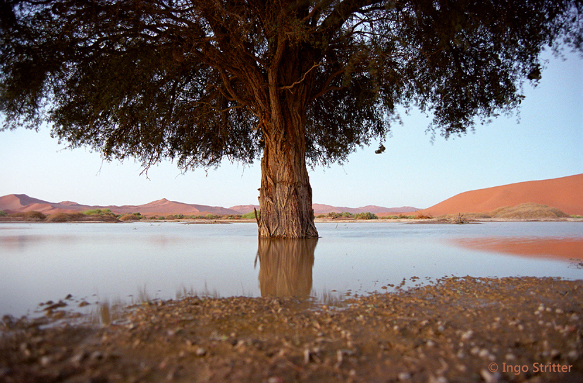 Namib Desert flood