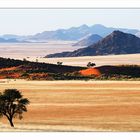 Namib desert III