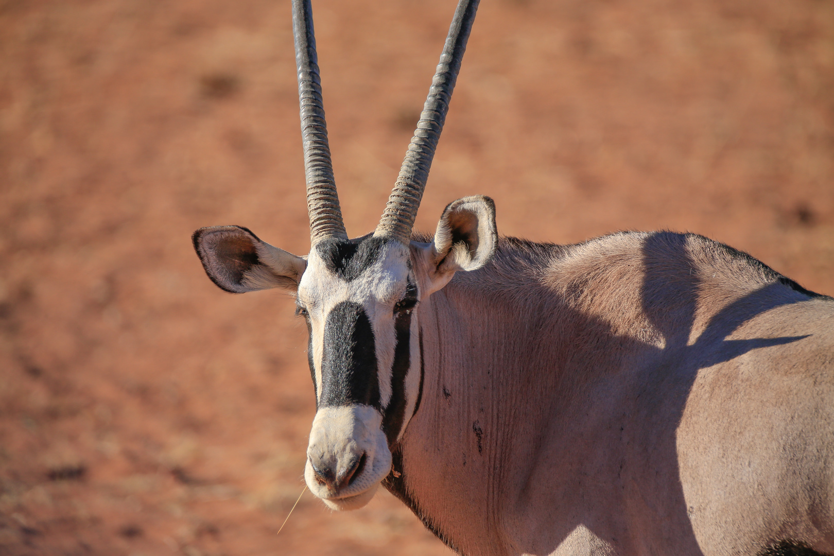 Namib Desert Oryx