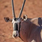 Namib Desert Oryx