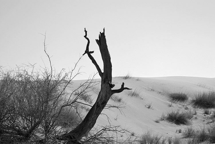 Namib Dune