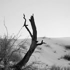 Namib Dune