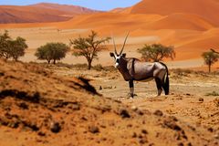 Namib