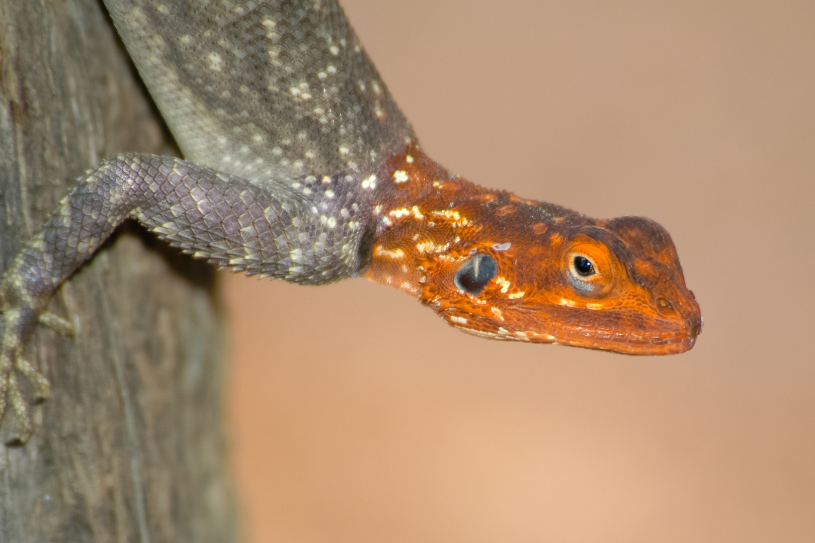 Namib Echse