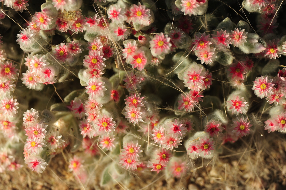 Namib Edelweiss