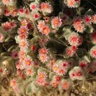 Namib Edelweiss