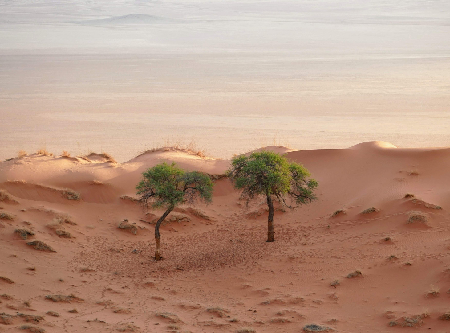 Namib 