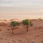 Namib 
