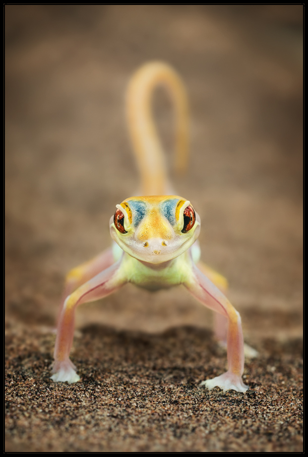 Namib Gecko