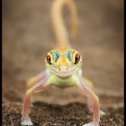 Namib Gecko