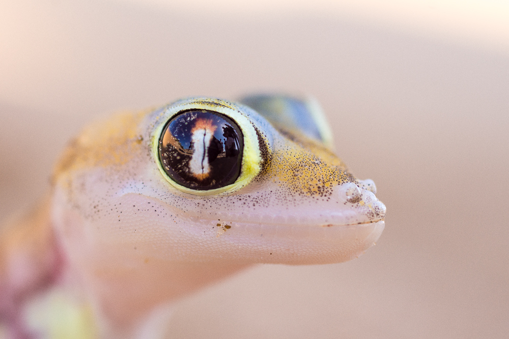 Namib-Gecko