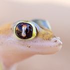 Namib-Gecko