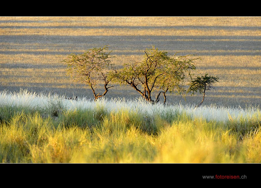 Namib Grasland