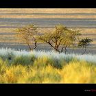 Namib Grasland
