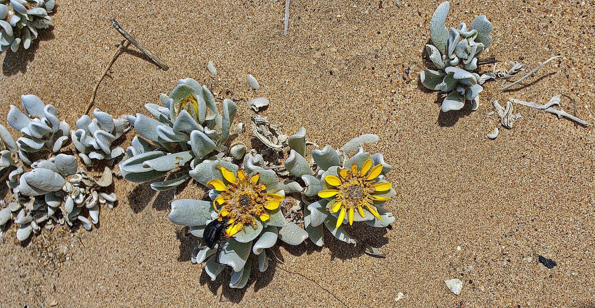 Namib-Impression