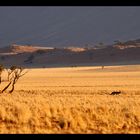 Namib Jackal...